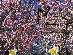 雲一つない天気に誘われて枝垂れ梅畑を鑑賞「和泉リサイクル環境公園」