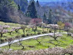 ～東海地区最大級！！～いなべ梅まつり（いなべ市農業公園）