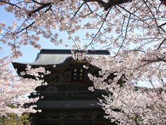 鎌倉で桜めぐり　～八幡宮・北鎌倉・源氏山の王道コース（前半）～