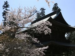 鎌倉で桜めぐり　～八幡宮・北鎌倉・源氏山の王道コース（後半）～