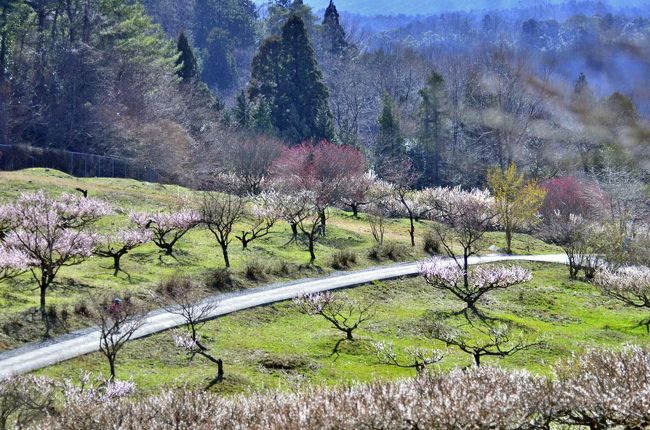 三重県いなべ市 梅林公園<br /><br />今年も,梅まつり、<br />ここ・・・広がる鈴鹿山脈の山並みを眺めている<br />いなべ市藤原町鼎(かなえ) 梅林公園へ<br />これから休日ともなれば多くの人で賑わうだろうと想い<br />その前日に来ました。<br /><br />ここ~東海地区最大級!!~いなべ市農業公園へ<br />(※梅の開花状況など詳しくはお問い合わせください。)<br />「良いと想いますよ。」以前も聞いた言葉<br />電話で問い合わせて行くが、大ハズレ気味で閑散としてた。<br />(「いなべ 梅まつり」の去年が3月13日から<br />今年は、3月13日にて終わりました、半月早かった。<br />去年の祭りは平成27年3月13日(金曜日)~3月29日(日曜日))<br /><br />人影も少なく好機と感じた・<br />園内を眺めれば、開花から散り気味。<br />今迄来た中で花梅を中心とした庭園の<br />鈴鹿山脈を望む38㌶の梅苑で、<br />赤、黄、白の花梅の優しい香りも強風で消え<br />花梅コントラストは鮮やかさから少しくすんでる・<br /><br />また、敷地も広く 山に囲まれ 空気も良かったが<br />強風に一日中悩まされ、<br />絶えず強風と容赦ない強風に時には撮るの控えたり。<br /><br /> <br />★★★いなべ梅まつり★★★<br />期間:平成28年2月13日(土曜日)から平成28年3月13日(日曜日) まで<br />時間:9時から16時まで<br />場所:三重県いなべ市藤原町鼎717番地 梅林公園内<br />入園料:大人500円(中学生以上)小学生以下無料<br /> 団体割引大人400円(大人20名様以上)<br />問い合わせ先:いなべ市農業公園 0594-46-8377<br /> https://www.city.inabe.mie.jp/pages/4065_0.html