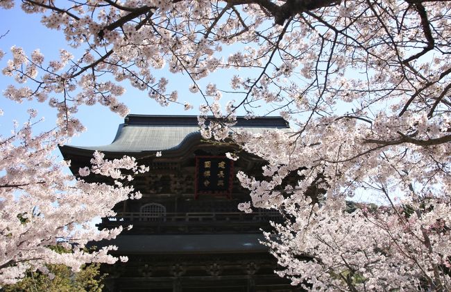 鎌倉で桜めぐり　～八幡宮・北鎌倉・源氏山の王道コース（前半）～