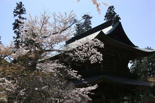 先日東京や横浜の桜が開花しました。私の住む鎌倉にも桜の名所がたくさんあり、毎年この季節はそわそわせずにはいられません。<br /><br />2015年の鎌倉、満開は４月のはじめでした。天気の良い日にカメラを持って朝から桜散歩した時の写真です。<br /><br />コースは北鎌倉を中心にした人気ルートですがスタートは北鎌倉駅ではなく八幡宮（鎌倉駅）にしてみました。<br /><br />若宮大路 → 鶴岡八幡宮 → 建長寺 → 明月院 → 円覚寺 → 東慶寺 → 浄智寺 → 葛原岡ハイキングコース → 葛原岡神社 → 源氏山公園 → 銭洗弁財天 → 鎌倉駅<br /><br />桜を前についつい写真を撮りすぎたため旅行記は前後半に分けました。<br />後半は円覚寺からです。同じような写真が続きますがよろしければお付き合いください。