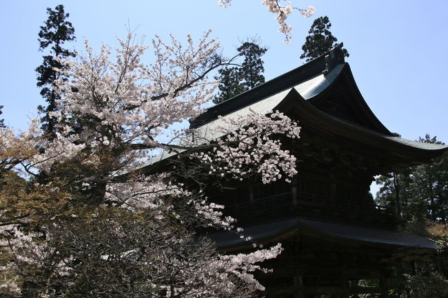 鎌倉で桜めぐり　～八幡宮・北鎌倉・源氏山の王道コース（後半）～