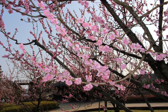 偕楽園で３月３１日まで開催中の“水戸の梅まつり”へ行って来ました。<br />私が行った３月４日は良い天気で、レジャーシートとお弁当を持って<br />行けばもっと楽しめたかなぁ？と思いました。