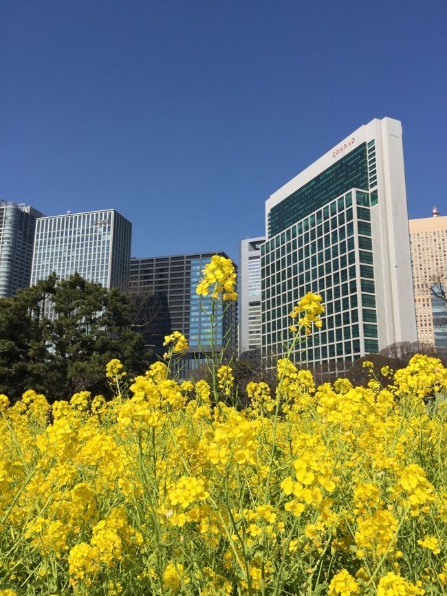 約３０万本もの菜の花が咲く景色が、大都会東京の真ん中に・・・<br /><br />浜離宮庭園のお花畑は菜の花の海 のよう(*^▽^*)<br />春の日ざしも暖かく・・・<br /><br />たゆたゆと　菜花の海に　まどろみぬ<br /><br />ご近所には、築地市場が・・・<br />菜の花見た後は、築地市場でお寿司のランチ<br />そして食後の珈琲は・・・カフェの街 清澄白河へ・・・<br /><br />都営まるごときっぷ「１dayパス」を利用して行って来ました。