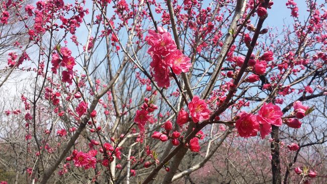 梅の後は桜だと思っていましたが<br />花桃があったはず！<br />東京近辺で花桃を楽しみたい<br />と、探してみたら古河総合公園で<br />古河桃まつりがあるみたい(*^-^*)<br />開催日の前日でしたが、仕事がお休みで<br />お天気も良い　<br />さぁ！出掛けましょう