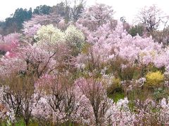 福島の春のお勧めスポットー花見山公園・仁田沼・新野地温泉