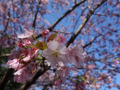 伊豆高原は桜の名所です。おおかん桜がすでに満開です。