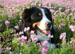 バーニーズマウンテンドッグ