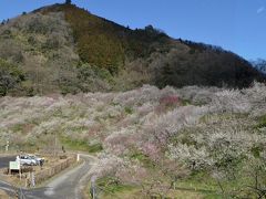 木下沢梅林から高尾の梅郷　