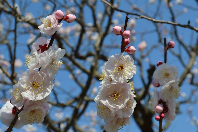 春うらら。梅の開花にあわせて太宰府に行って来ました。<br />太宰府と言えば、太宰府天満宮。左遷された菅原道真公を慕って、一夜のうちに都から飛んできた『飛梅』も咲いていました。他には縁結びの竃門神社に足を運んだり、快晴の空の下で梅と山桜に癒された1日でした。