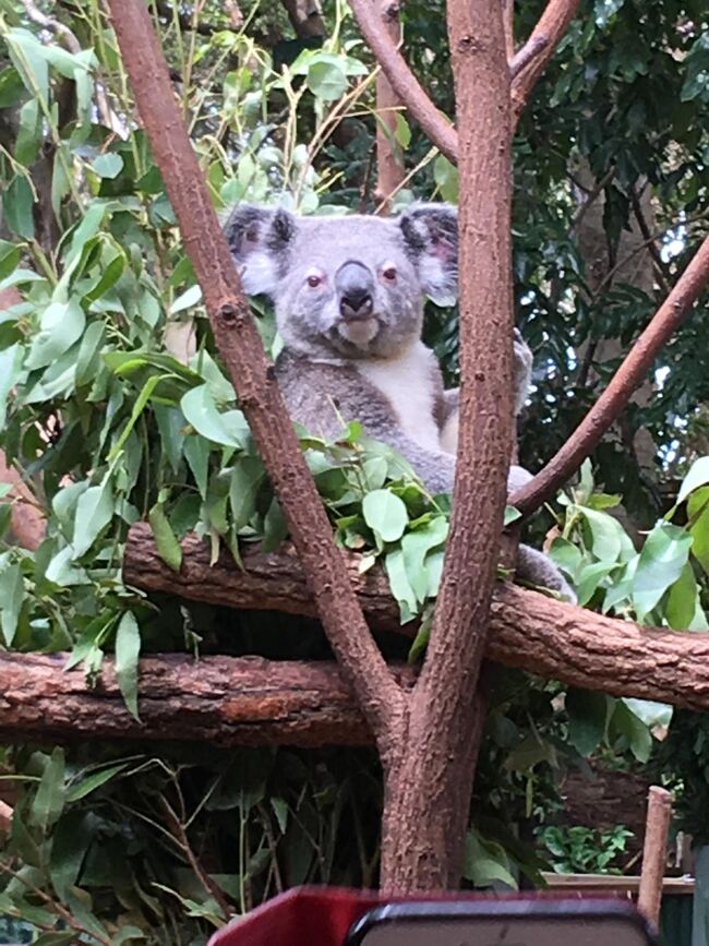 家族3人でオーストラリア旅行2週間　9日目(Currumbin Wildlife)