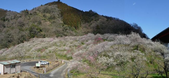 木下沢梅林から高尾の梅郷　