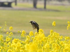 浜離宮庭園の菜の花　お昼は築地市場場内お寿司大和でいただきました