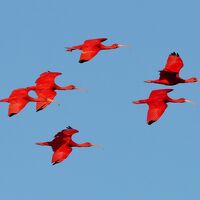 真紅のスカーレットアイビスが夕空を飛ぶ：　トリニダード・トバゴで色鮮やかな鳥を探して（２）