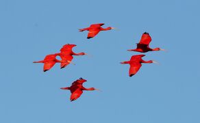 真紅のスカーレットアイビスが夕空を行く：　トリニダード・トバゴで色鮮やかな鳥を探して（２）