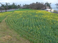 花の岬「香々地」長崎鼻リゾート、「菜の花フェスタ２０１６」がスタートしました!!