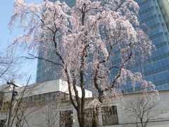 赤坂の枝垂れ桜いい感じ