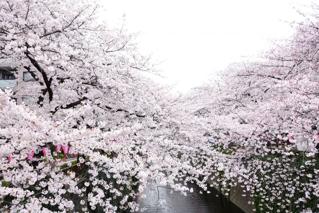 毎年この時期になると人であふれかえる目黒川<br />そろそろ桜の花も開き始めるころ。<br />１９日土曜の朝目黒川の桜の状況を見に行ってきました。<br />中目黒の駅から山手通りを交差するあたりまでが一番桜の時期が人であふれる場所ですが、まだ中目黒よりは固い蕾のまま。<br />大橋寄りで何本かの木の枝先に花が開き始め。今年の開花は３月１９日でした。<br />これからしばらく目黒川の桜の状況をリアルタイムで紹介していきます。<br /><br />４月２日　土曜の朝　<br />ついに目黒川の桜　満開になりました。