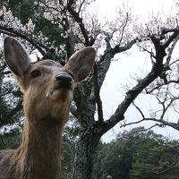 梅薫る奈良