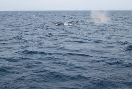 2016春、沖縄旅行(4/19)：3月18日(2)：慶良間諸島、野生鯨ウォッチング、親子クジラ