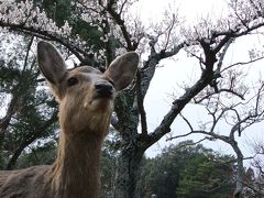 梅薫る奈良