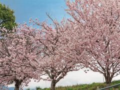 春の桜散歩②～ふくざわ公園・春木径～