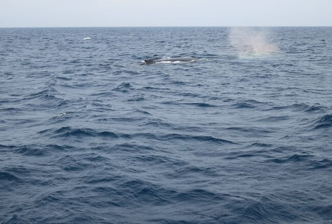 慶良間諸島での野生鯨のホエール・ウォッチングです。母と子のザトウクジラと出遭いました。