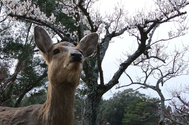 梅はまず、香りが先に来てその存在に気付きます。