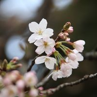 速報！新宿御苑の桜が開花しました♪