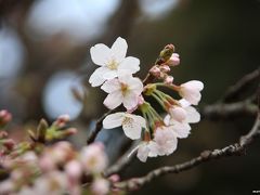 速報！新宿御苑の桜が開花しました♪