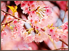 幻のサクラ／十六羅漢の寺【蜜蔵院】 安行桜