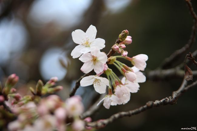 新宿御苑のＨＰによれば、「サービスセンター前に植栽されている新宿御苑の桜（ソメイヨシノ）の開花基準木において、５輪以上の開花を確認し、本日３月１９日が新宿御苑の開花日となりました。昨年より５日早い開花となります。気象庁の標本木である靖国神社の桜に先駆けての開花です。」とのこと。<br />この日、横浜では、朝方まで雨が降り、午前中はどんよりとした曇り空でしたが、午後からは晴れそうな様子でしたので、早速、桜を見に出掛けました。<br /><br />新宿御苑には約６５種類１１００本の桜が植栽されており都内随一の桜の名所といわれます。<br />２月のカンザクラから４月下旬のカスミザクラまで長い間にわたり桜を楽しむことが出来ます。<br /><br />早春の桜（花期：２月〜３月中旬）には寒緋桜、陽光<br />盛春の桜（花期：３月下旬〜４月上旬）には枝垂れ桜、八重紅枝垂れ桜<br />晩春の桜（花期：４月中旬〜下旬）には一葉、ウコン、フゲンゾウ、カンザン、ギョイコウなど<br />（パンフレット参照）