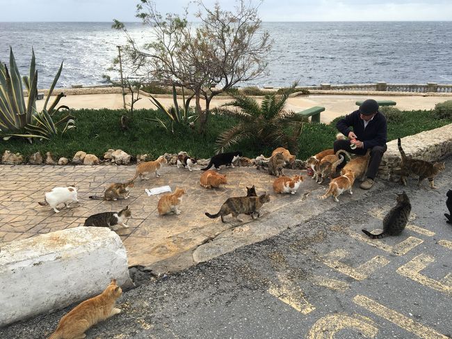 2016年初旅　マルタの風に吹かれて　III　猫おじさん遭遇編　