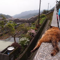 列車で日帰り台湾一周と猫と美味いもの