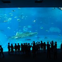 ２６年ぶりの沖縄　美ら海水族館　（２）