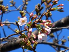 神田川の桜　咲き始めました。