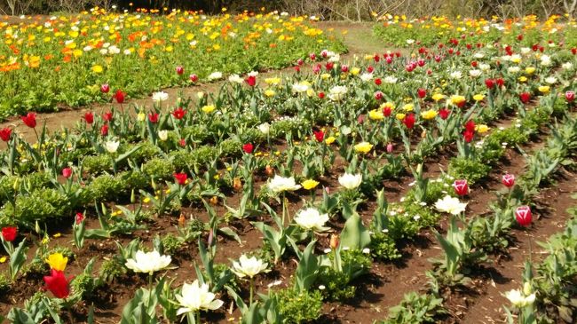 ダマスクの風に四季の花々を見に　　※鹿児島県鹿屋市