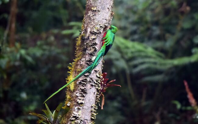 伝説の鳥、ケツァール：　コスタリカで色鮮やかな鳥を探して（１）