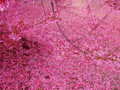 ソメイヨシノの開花を前に落ちてこその椿、舞ってこその桜