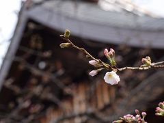 ぶらっと標本木　～2016年　東京の桜、開花しました！～