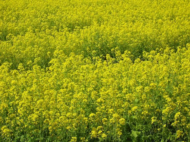 第20回龍馬ハネムーンウォークin霧島　<br />Ａ　花はきりしま菜の花コース　11Km　　に参加しました！<br />旦那とエントリーしたハズなのに私はおひとり様ウォーク！！！<br />ほったらかしにも程があるわよ(ー_ー)!!<br />