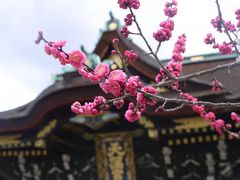 梅と椿の着物花めぐり＊2016早春京都旅