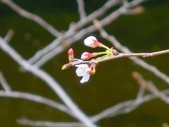 江戸川公園の桜も咲き始めました