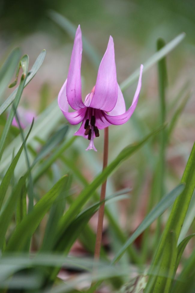 かねてより旦那が見たいと言っていてかたくりの花。<br />4トラベラーの玄白さんに教えていただいたみかも山公園<br />ちょうど見ごろになっているとの情報だったので、出かけてみた。<br /><br />急な山道を登ったり降りたり、まさかこんなハードな公園とは思わず息を切らせながらのかたくり詣で<br /><br />予想以上によかった天気のおかげで景色も楽しめたしほんとによかった。<br /><br />旦那も自分のうちの裏山を思い出し、当時の思いでを話してくれた。<br />今はもう見ることはできないその景色。私も1度見てみたかったな…