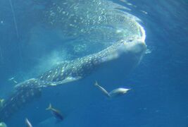 2016春、沖縄旅行(13/19)：3月18日(11)：ナンヨウマンタ、ジンベエザメの食事タイム