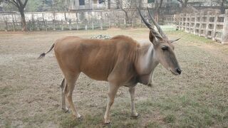 バングラデシュ ダッカ② 2016 動物園