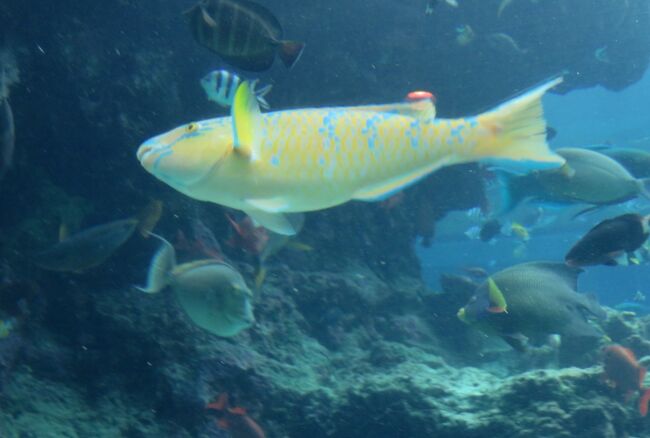 海洋博公園にある、沖縄美ら海(ちゅらうみ)水族館の紹介です。かつては、世界最大の水族館でした。