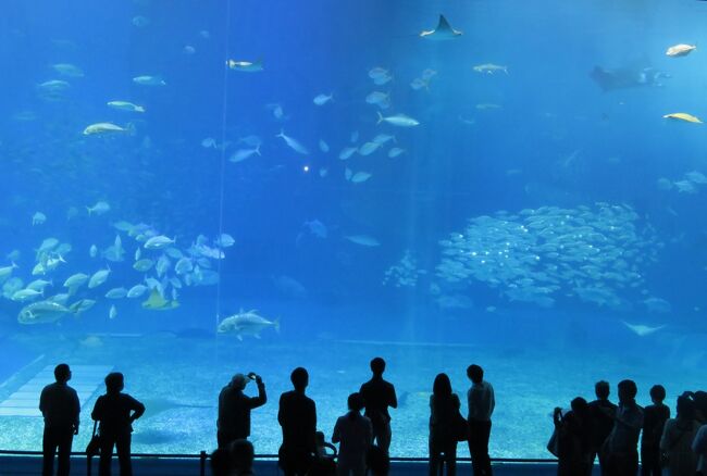 海洋博公園にある、沖縄美ら海(ちゅらうみ)水族館の紹介です。大水槽を悠々と回遊する、ジンベエザメやナンヨウマンタに暫し見惚れました。